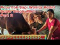 Viral, Kandang Sapi Bu Likah, Peternak Sapi Wanita || Anggota SPR Ngudi Rejeki Kediri Part 2