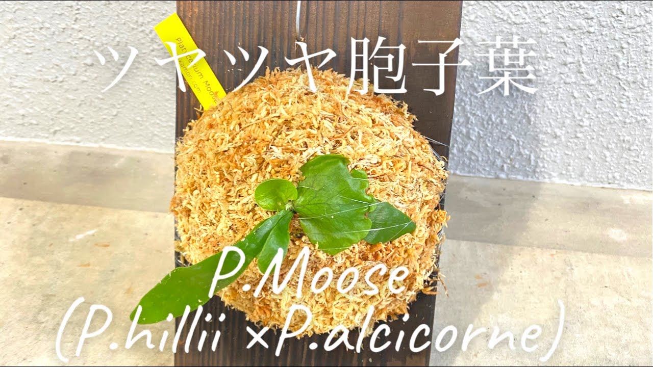 ビカクシダ ムース Platycerium Moose(P.hillii × P.alcicorne)今週は2