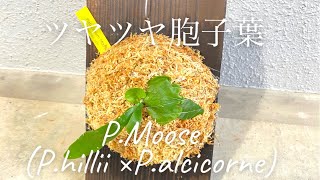 ビカクシダ ムース Platycerium Moose(P.hillii × P.alcicorne)今週は2