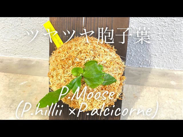 ビカクシダ ムース Platycerium Moose(P.hillii × P.alcicorne)今週は2