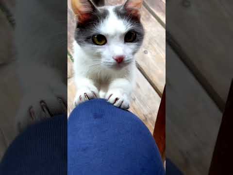 'Surrender your FOOD!