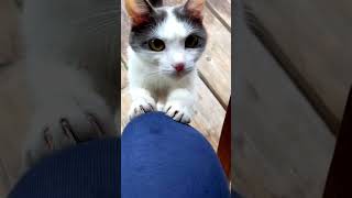 &quot;Surrender your FOOD! Meow!🐱&quot;#kitten #cat #catvideos