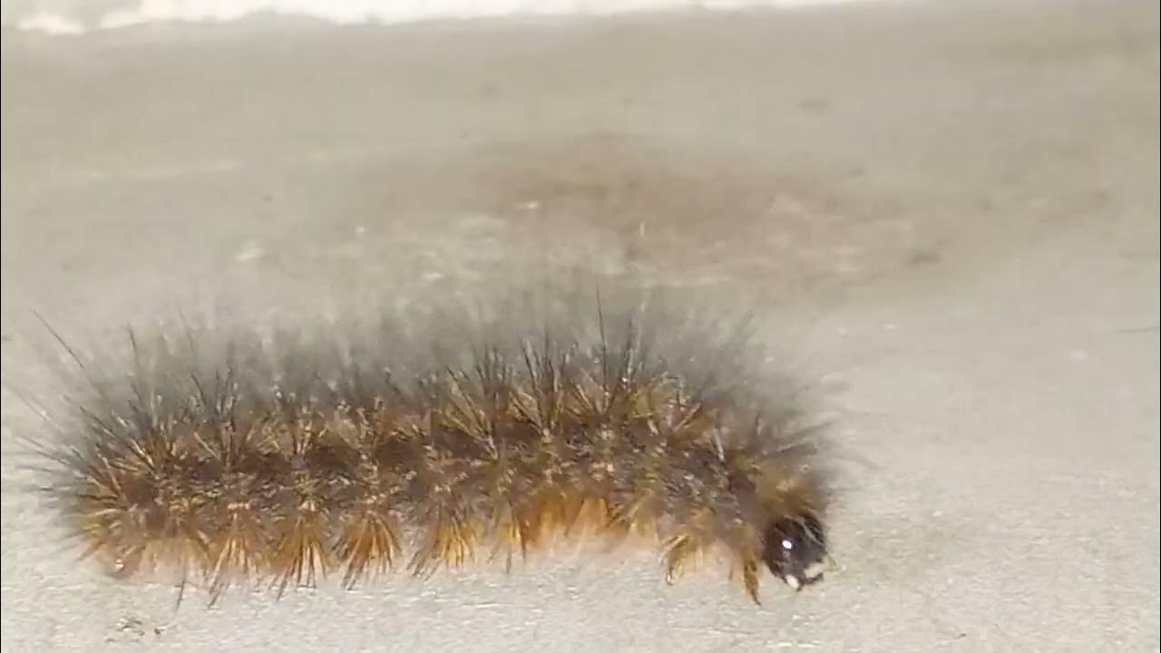 How to get rid of blanket worms/khujliwal kida/blanket worms /kida