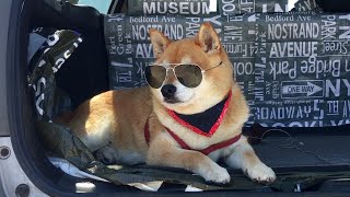 本当は海が怖いのにサングラスをするとカッコ良く海を眺めてしまう柴犬 Shibe was afraid of the sea, but overcame it by wearing sunglasses