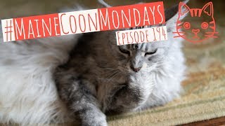 #MaineCoonMondays – Episode 194