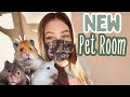 New hamster room  room renovation 