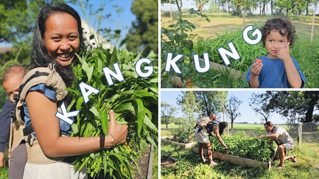 berhasil tanam dan panen kangkung di kebun kecil negara 4 musim