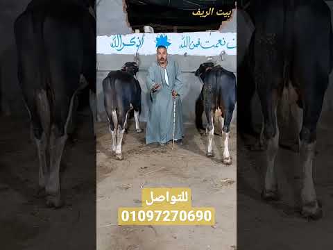 أرخص أسعار عجول اللحم بمصر