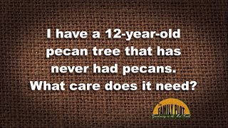 Q&A - My pecan tree has never had pecans. What care does it need?