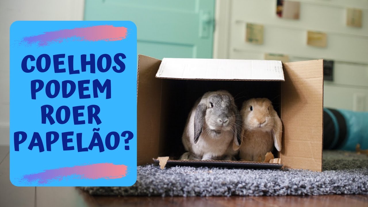 Coelhos podem roer papelão?