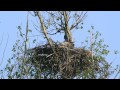 Seeadler Steinhuder Meer 2014 - Nachwuchs