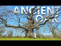 How an ancient oaks wisdom fights disease