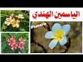 الياسمين الهندي الفتنة نبات زينة كيف تعتني به و تتمتع بزهرته العطرية Plumeria