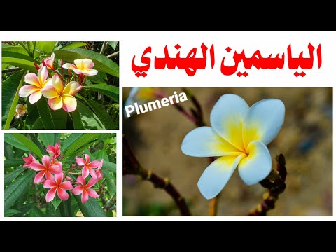 الياسمين الهندي الفتنة نبات زينة كيف تعتني به و تتمتع بزهرته العطرية 