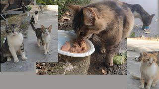 Hungry stray cats were looking into my eyes to feed them, I gave them a feast