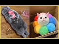 Flying Cat Thor - Cute and Funny Cats