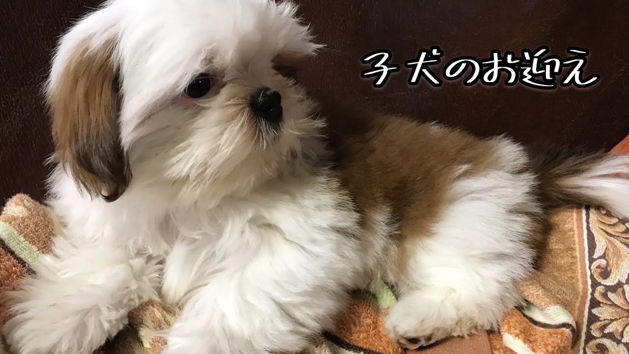 赤ちゃんシーズーをお迎え 元気でかわいい子犬 Hey Puppy Welcome Home Youtube