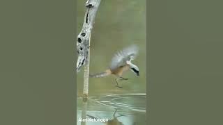 suara burung cendet di alam liar