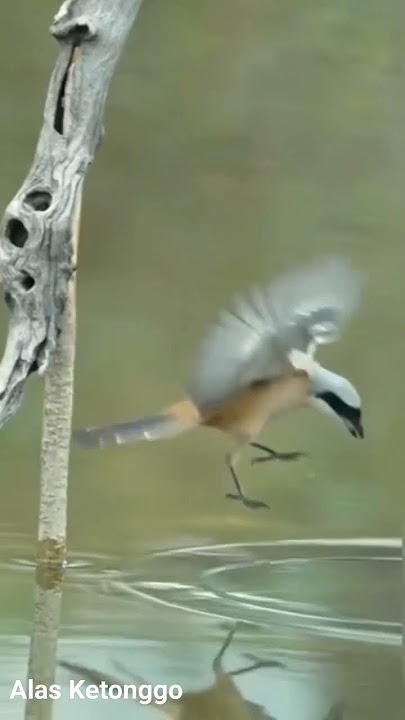 suara burung cendet di alam liar