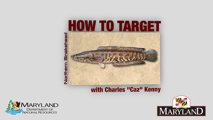 Northern Snakehead - How to Target - Maryland Department of Natural Resources
