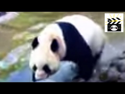 Can pandas swim?