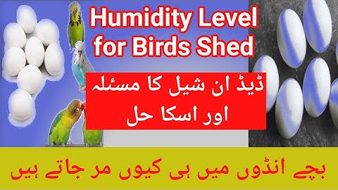 Humidity || How to control humidity in birds shed || temperature control