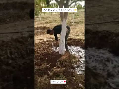 ماهيا فوائد استعمل الجبس الزراعي قبل الزراعة