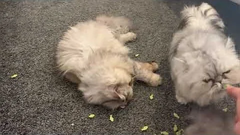 Watch the video about Persian Cats Try Catnip Salmon Treats for the First Time! 😹 Hilarious Reactions You Can’t Miss!