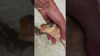 рыбалка, рыбалка летом, fishing, рыбалка на поплавок, рыбалка на спиннинг,