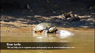 Turtles in Costa Rica. Feeding time and dealing with a caiman