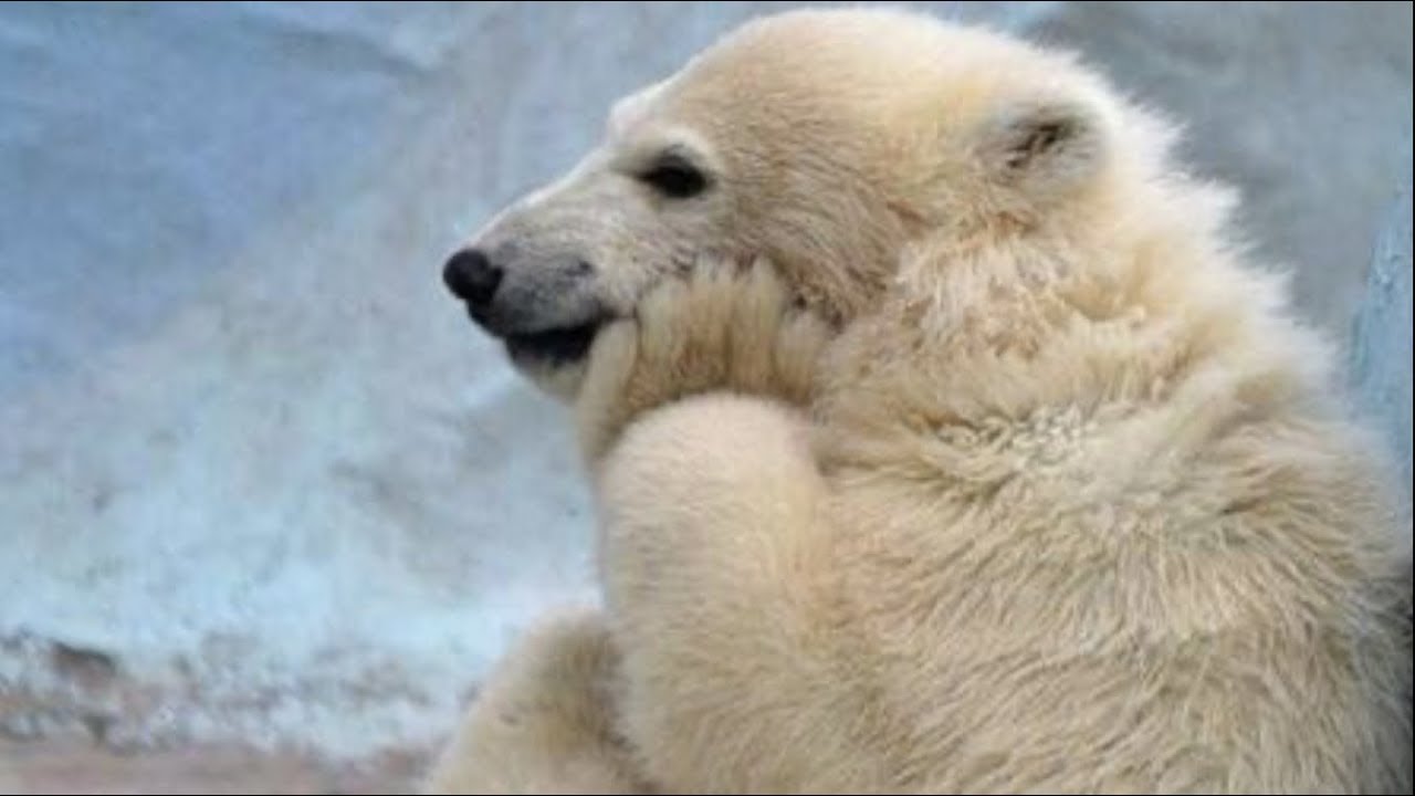 Que Pasa Con Telcel ¿qué pasa si no pago mi plan telcel