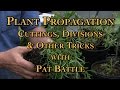 Plant propagation cuttings divisions  other tricks with pat battle