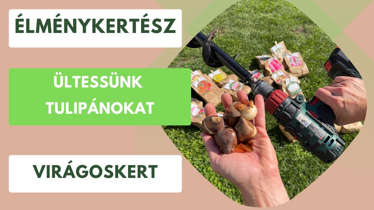 Így ültess 200 különleges tulipánt a kertedbe egyszerűen!🌷