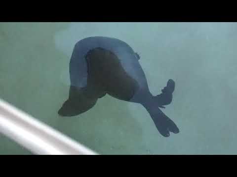 Seals & Sea
