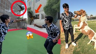 Tamed Parrot Ko Fly Krwai  Miniature Horse Ka Dance Dakha