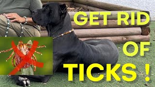 HOW TO get rid of TICKS #canecorso #dogtraining #dog by Ivy League Cane Corso Kennel 1,793 views 9 months ago 7 minutes, 18 seconds