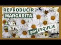 Reproducir MARGARITA por ESQUEJE 🌼 Método FÁCIL y EFECTIVO - PASO a PASO - Esquejar y plantar.