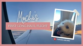 Flying To The Philippines From Ireland With A Small Dog In Cabin via Turkish Airlines