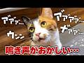 手術を終えて帰ってきた猫の鳴き声がおかしくなってしまいました…。
