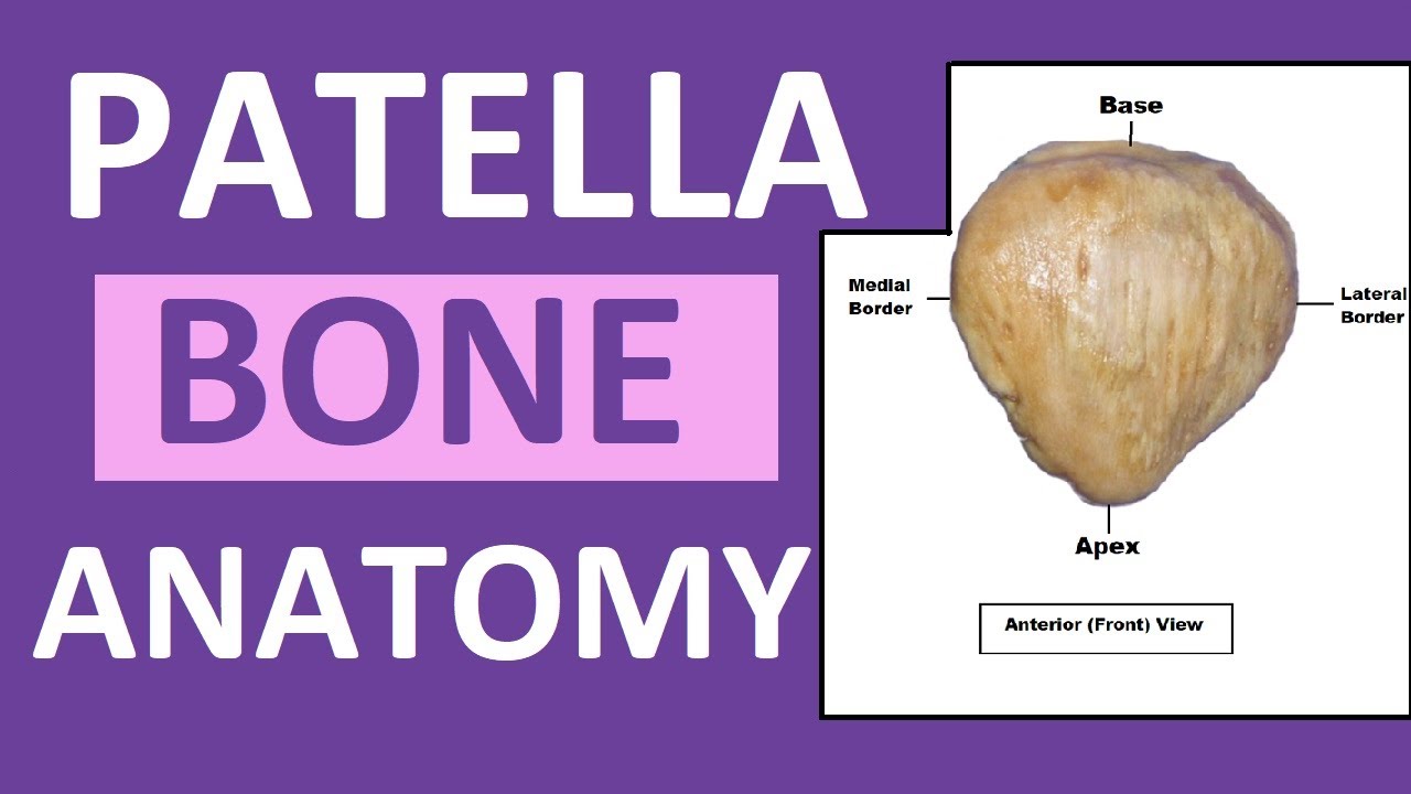 Patella Anatomy | Patella Kneecap Bone Review - YouTube