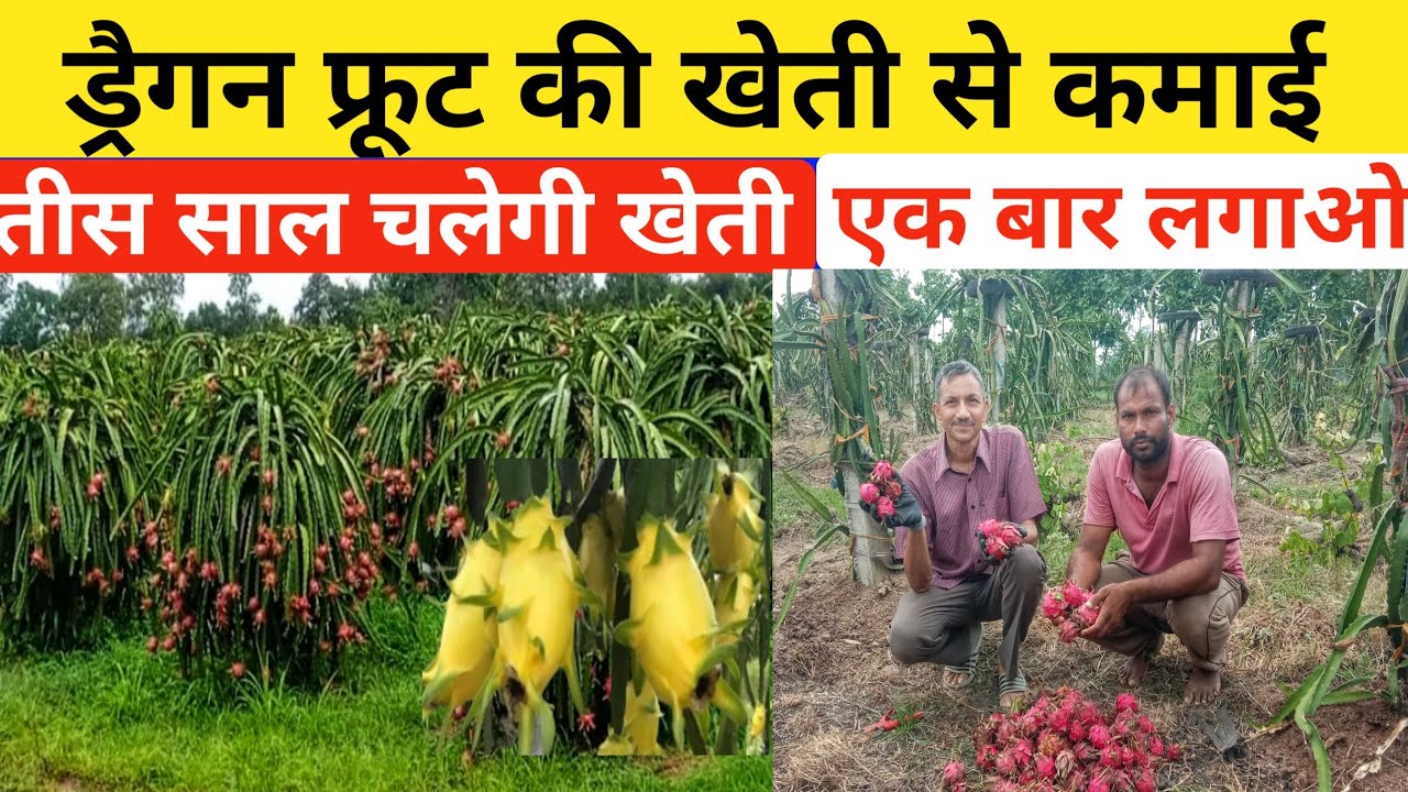 तीस वर्ष चलने वाली ड्रैगन फ्रूट की खेती।dragon fruit ki kheti।dragon