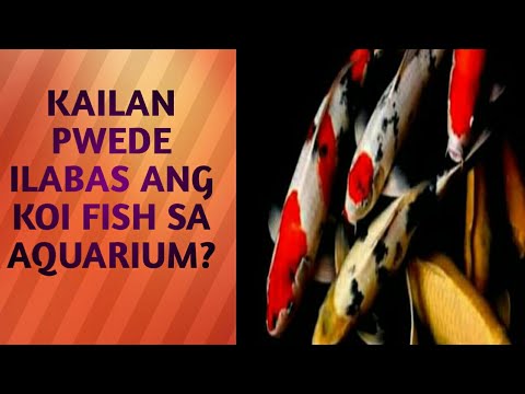 Video: Kung Kailan Ka Makakain Ng Caviar Ng Isda Habang Kuwaresma