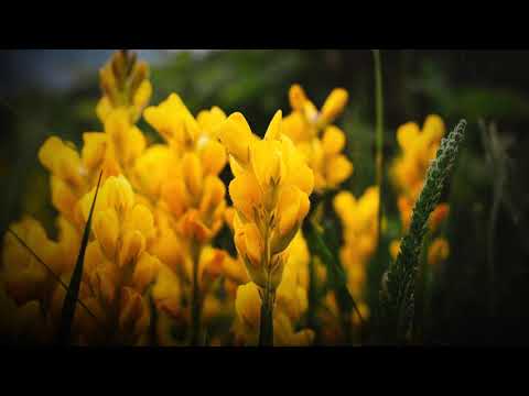 Sia Cheap Thrills Slowed Reverb