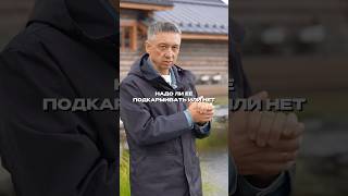 Кормить или нет?  Что делать с рыбой зимой?