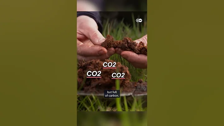 Peatlands store more CO2 than forests! | DW Documentary