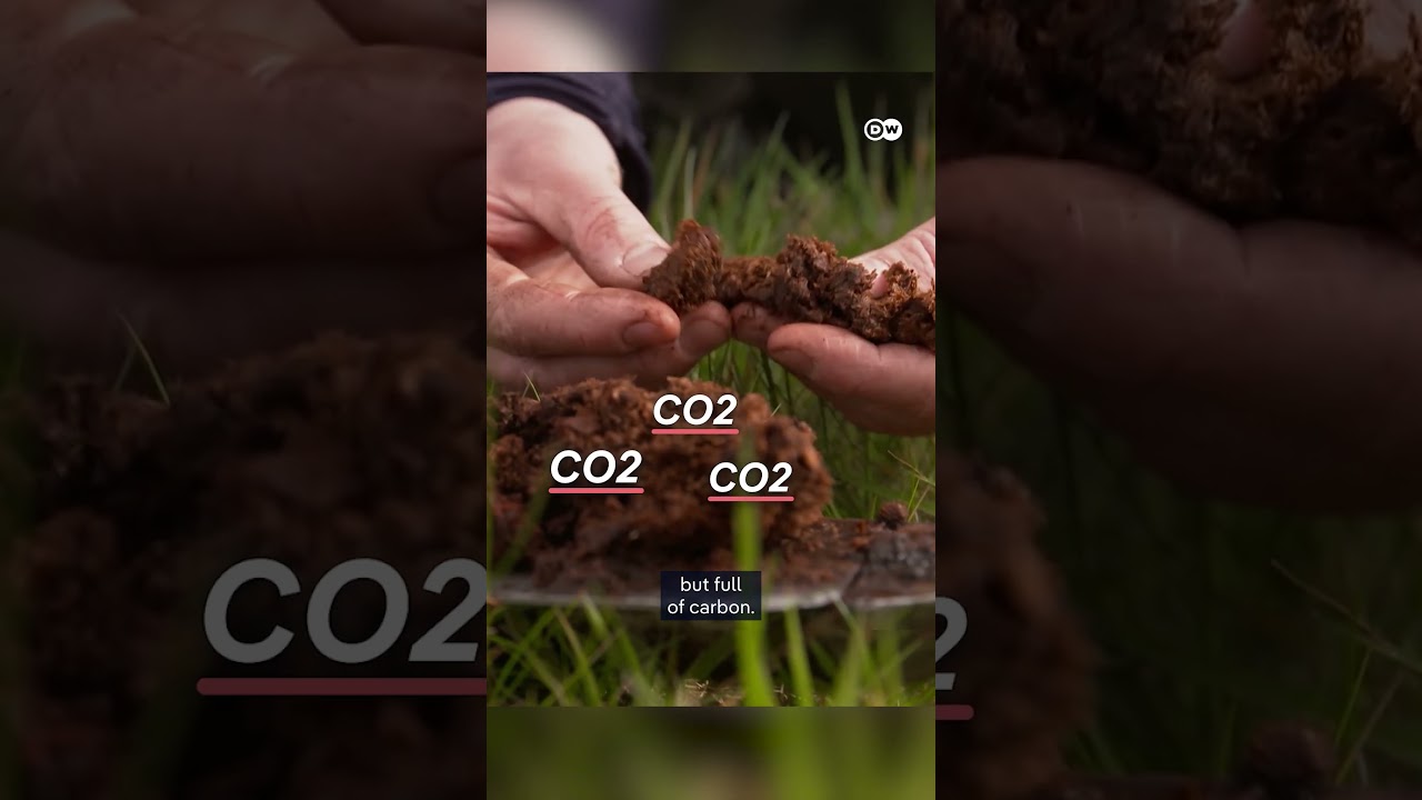 Film backdrop image for Peatlands store more CO2 than forests! (2025)