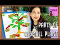 Understanding Basic Parts of a Small Plant