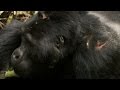 Silverback Chest Beating | Mountain Gorilla | BBC Earth