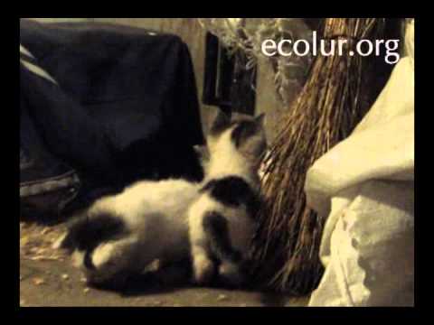 Video: Պարսկական կատու. Լուսանկար, պարսկերենի ցեղի նկարագրություն, բնույթ և բովանդակություն