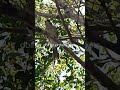 Butcher Bird Up In The Trees Part1 Of Talking To Birds. #birds #bird #butcherbird #cutebirds